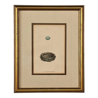 "Hedgesparrow" Nest/Egg Print, England Circa 1880 For Sale