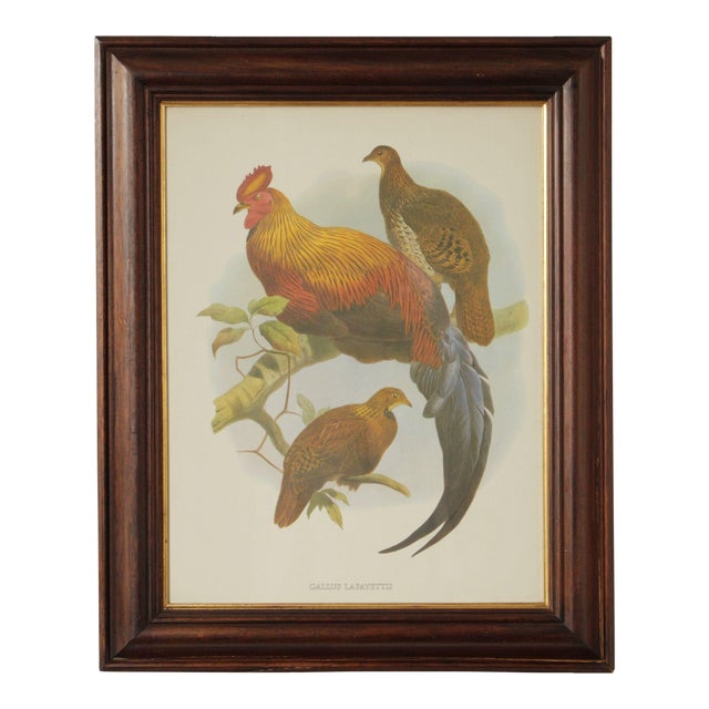 Vintage Ornithological Print, 'Gallus Lafayettii' For Sale