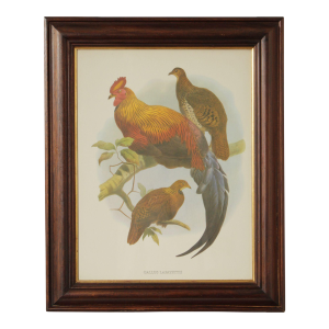 Vintage Ornithological Print, 'Gallus Lafayettii'