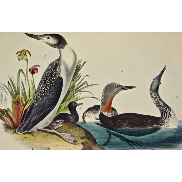 Realism Audubon Red-Throated Diver Bird Original First Edition Audubon Hand Colored Lithograph, 1840 For Sale - Image 3 of 6