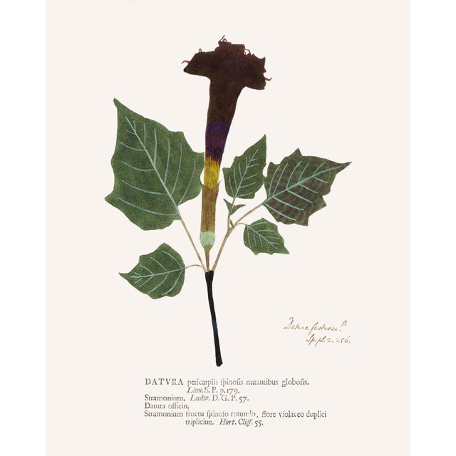 Antique Botanical Set in Oxblood - Set of 8 16" X 20" For Sale In Los Angeles - Image 6 of 15
