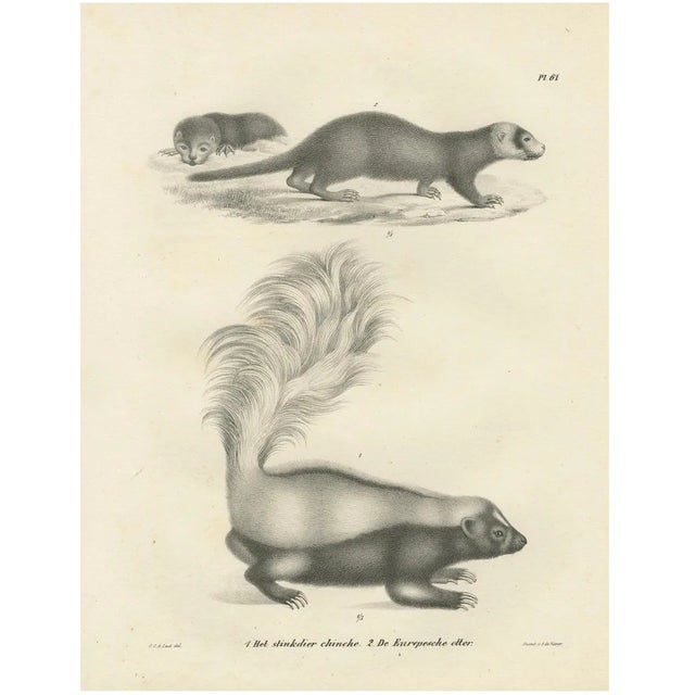 C.C. G. Zool., A Skunk and European Otter, 1836, Lithograph For Sale