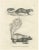 C.C. G. Zool., A Skunk and European Otter, 1836, Lithograph For Sale