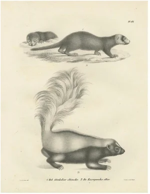 C.C. G. Zool., A Skunk and European Otter, 1836, Lithograph