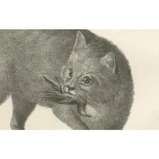 C.C. G. Zool, African and European Wild Cats in Natural Poses, 1836, Print For Sale - Image 3 of 11