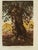 Gérard DIAZ (1938-2010) The Olive Tree Original color etching Signed and dated in pencil On Moulin du Gué paper, 57 x 76...