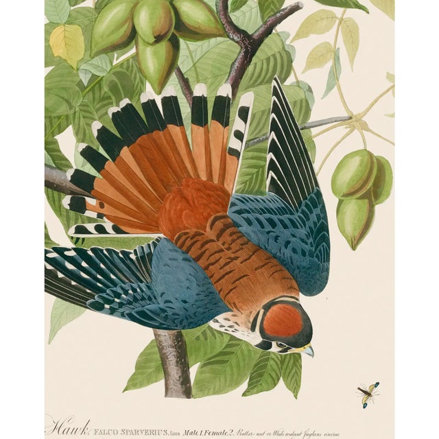 Introducing the Duchess Edition: a refined collection of Audubon Bird Giclée reproductions that elevate the timeless...