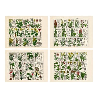 Rare 1876 German Hand-Colored Botanical Plates From Büchner’s Pflanzen-Atlas — Set of 4 For Sale