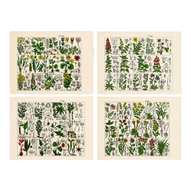 Rare 1876 German Hand-Colored Botanical Plates From Büchner’s Pflanzen-Atlas — Set of 4 For Sale