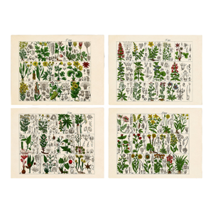 Rare 1876 German Hand-Colored Botanical Plates From Büchner’s Pflanzen-Atlas — Set of 4