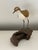 Vintage Hand Carved Sandpiper Shorebird Gus Mirando Nantucket Artist For Sale - Image 12 of 14