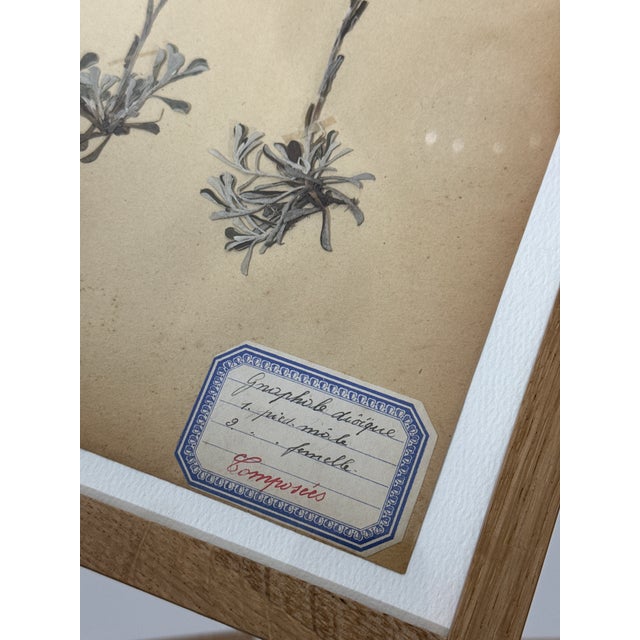 Antique French Herbarium Specimens From Late 19th Century – Set of 4 For Sale In Buffalo - Image 6 of 12
