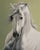 Tempest by Sarah van der Helm | Oil on panel Portrait of a white horse with flowing mane. For Sale