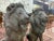 Unknown, Pair of Bronze Lions, 1928, Bronze For Sale - Image 3 of 8