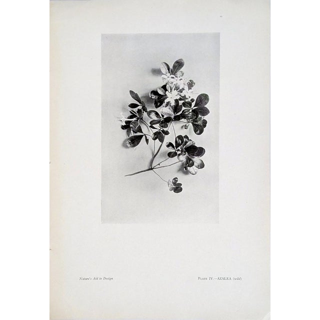 Paper Set of 12 Antique Botanical Photogravure Plates From the First Edition of Nature's Aid to Design (1907) For Sale - Image 7 of 13