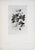 Paper Set of 12 Antique Botanical Photogravure Plates From the First Edition of Nature's Aid to Design (1907) For Sale - Image 7 of 13