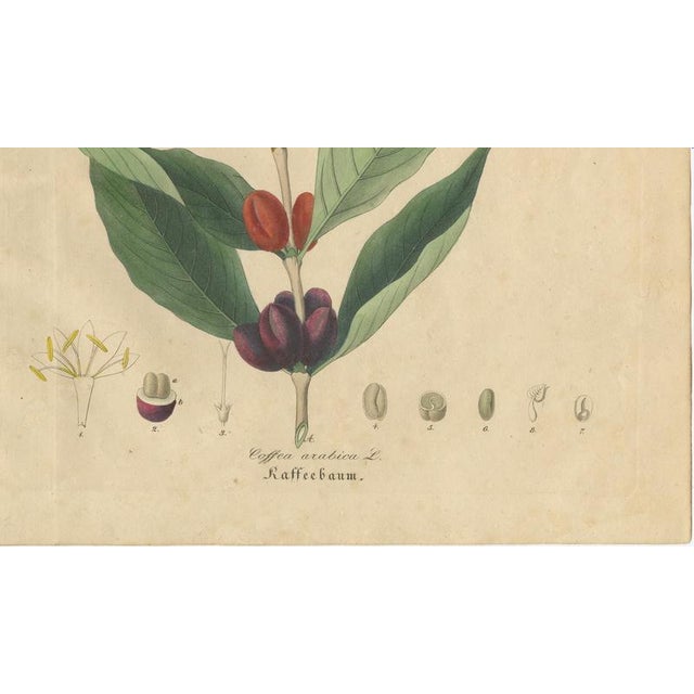 Coffea Arabica, 1800s, Paper For Sale - Image 5 of 10
