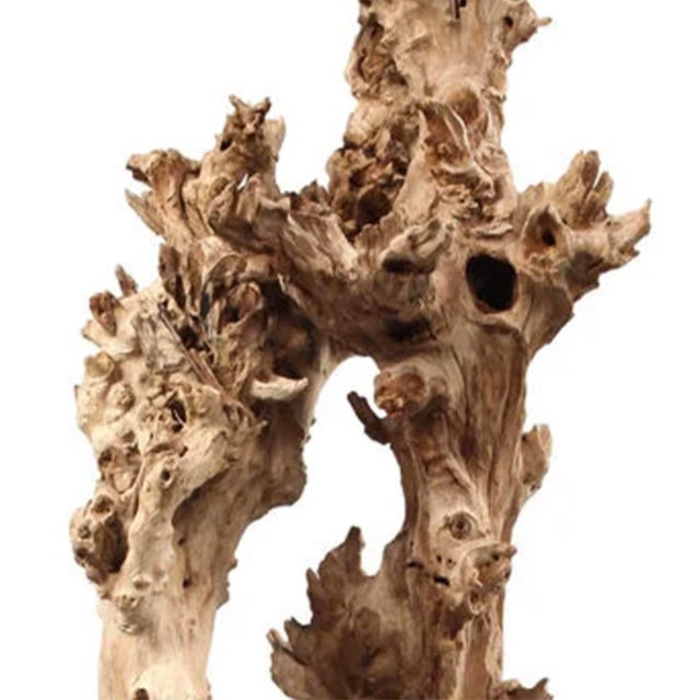A magnificent Gamal wood sculpture, presented as a striking work of organic art, showcases the extraordinary beauty of...