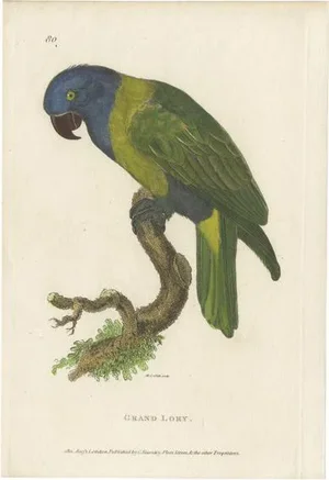 Kearsley, Lory Parrot, Hand Colored Print
