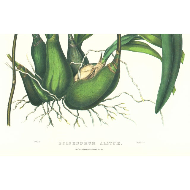 Realism Large 1973 Orchid Flower Lithograph "Epidendrum Alatum" (Winged Epidendrum) After James Bateman For Sale - Image 3 of 6