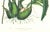 Realism Large 1973 Orchid Flower Lithograph "Epidendrum Alatum" (Winged Epidendrum) After James Bateman For Sale - Image 3 of 6