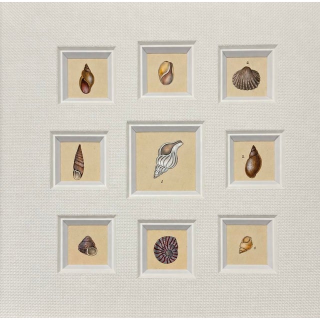 Nautical Antique Coastal Seashell Set of 9 | Custom Framed Collection | by Donovan, Circa 1804 For Sale - Image 3 of 5