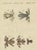 Bertuch, Five Tree Frogs, 1815, Print For Sale - Image 12 of 12