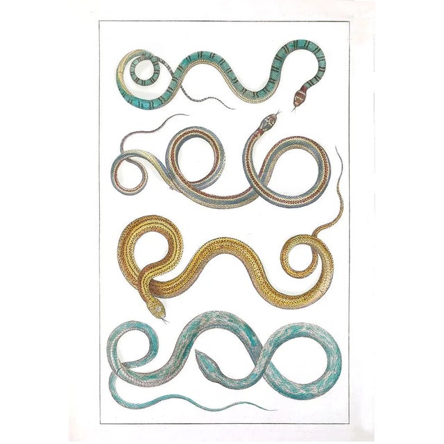 Reproduction Vintage Snakes in Desert Colors Unframed Print For Sale