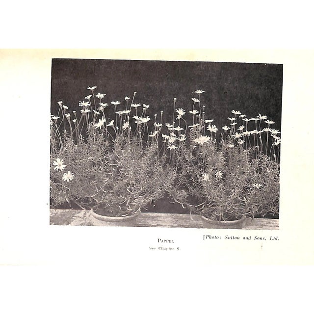 Paper "Michaelmas Daisies & Other Garden Asters" Book 1947 Ranson, e.r. For Sale - Image 7 of 8