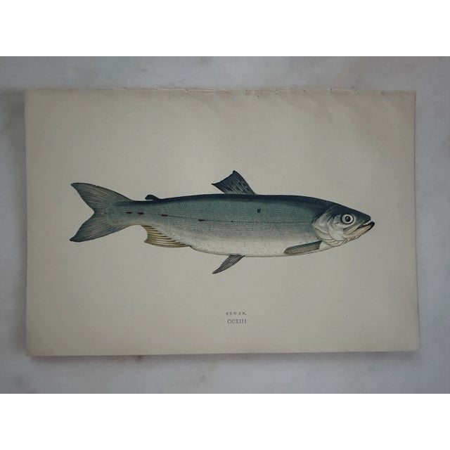 Pair of 19th Century Fish Prints From the Fishes of the British Islands by Jonathan Couch f.l.s. For Sale - Image 4 of 5