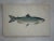Pair of 19th Century Fish Prints From the Fishes of the British Islands by Jonathan Couch f.l.s. For Sale - Image 4 of 5