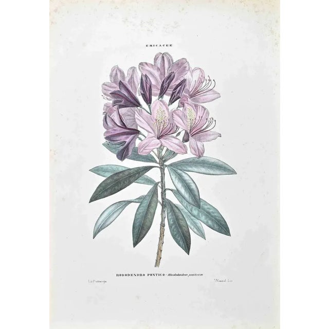Lithograph hand watercolored. Belongs to the Series "Atlante di Botanica popolare ossia Illustrazione di Piante Notevoli...