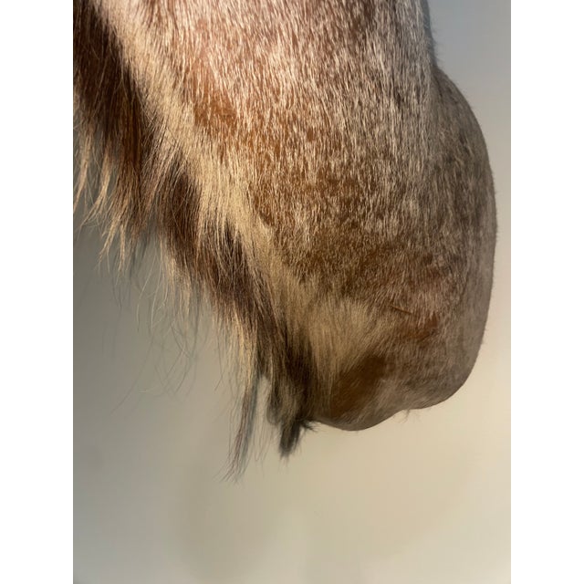 Sienna Vinatge African Kudu Taxidermy Shoulder Mount-Very Large For Sale - Image 8 of 9