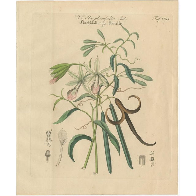 Antique Vanilla Botanical Print, Vanilla Planifolia, Hand Colored, c.1831 : This complementary botanical engraving...
