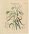 Antique Vanilla Botanical Print, Vanilla Planifolia, Hand Colored, c.1831 : This complementary botanical engraving...