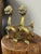19th Century Antique English Brass Lion Andirons For Sale - Image 5 of 8