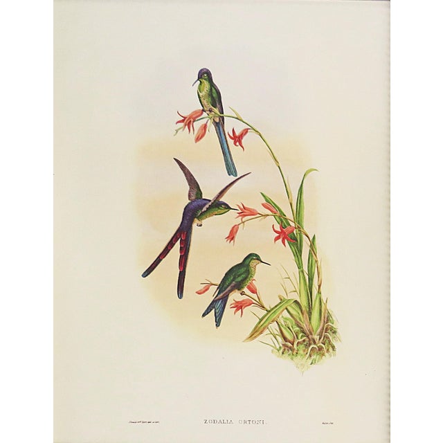 FREE SHIPPING ANYWHERE IN THE CONTINENTAL US! This is a set of John Gould Humming Bird full color lithographs. 1st edition...