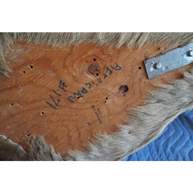 Elk Trophy Head Mount For Sale - Image 18 of 18