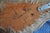 Elk Trophy Head Mount For Sale - Image 18 of 18