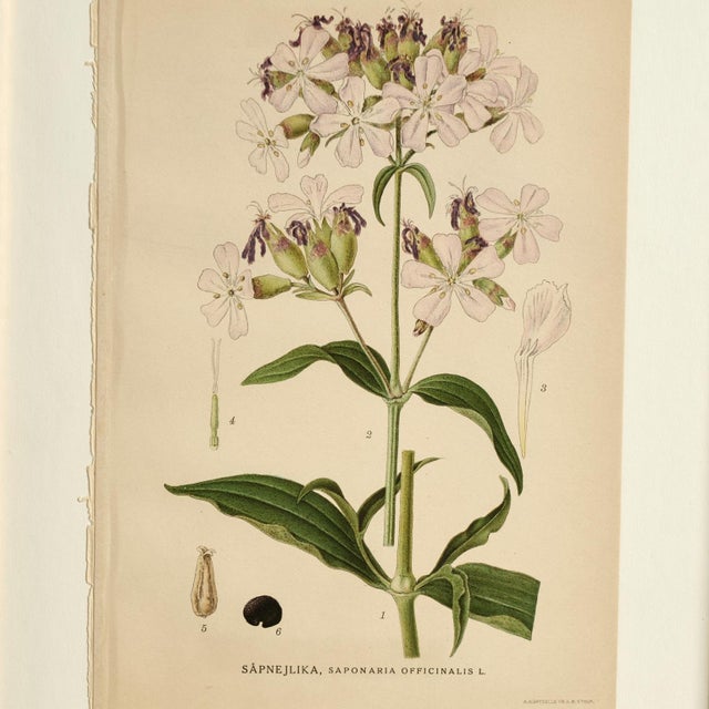 Beige Antique Group of Nine Hand Colored Botanical Prints For Sale - Image 8 of 18