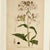 Beige Antique Group of Nine Hand Colored Botanical Prints For Sale - Image 8 of 18