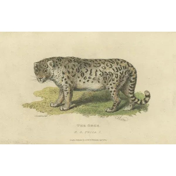Snow Leopard, 1824, Paper For Sale - Image 6 of 7
