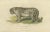 Snow Leopard, 1824, Paper For Sale - Image 6 of 7