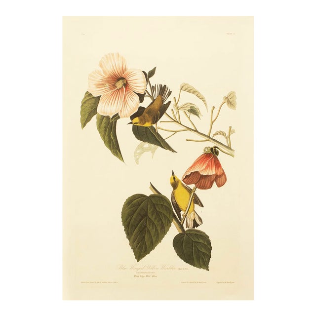 1990s Blue Winged Yellow Warbler After Audubon, Large Cottage Print For Sale
