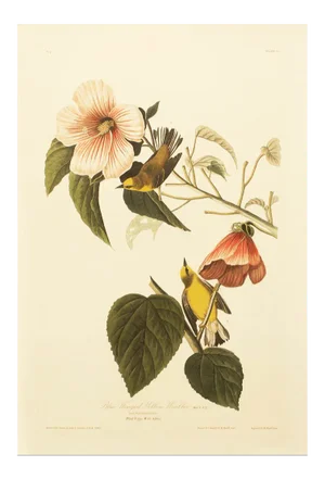 1990s Blue Winged Yellow Warbler After Audubon, Large Cottage Print