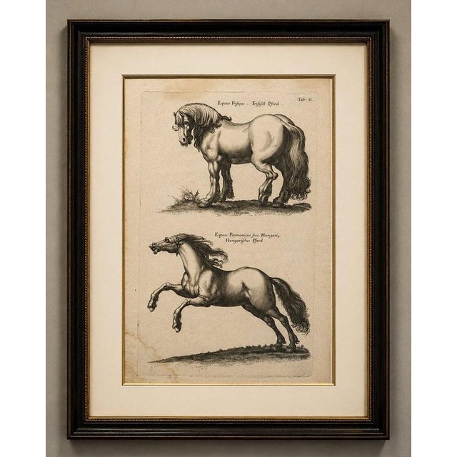 Jonstonus Friesian and Hungarian Horses Engraving, 1650 : Original antique copper engraving depicting two European horse...