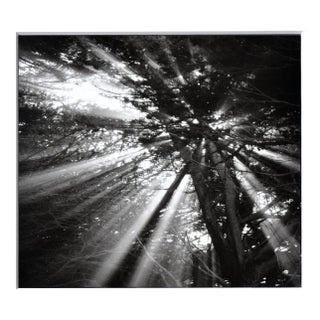 Cypress Tree Sunbeams - Black & White Landscape Photograph by Jeffrey Conley For Sale