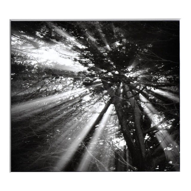 Cypress Tree Sunbeams - Black & White Landscape Photograph by Jeffrey Conley For Sale