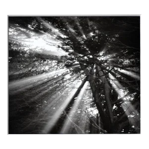 Cypress Tree Sunbeams - Black & White Landscape Photograph by Jeffrey Conley