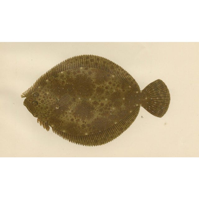 Wilhelm von Wright, Turbot and Brill, Scandinavian Flatfish, 1895, Lithograph For Sale - Image 3 of 10